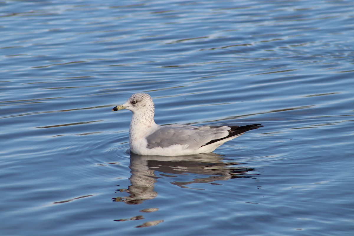 Ring-billed Gull - ML647299072