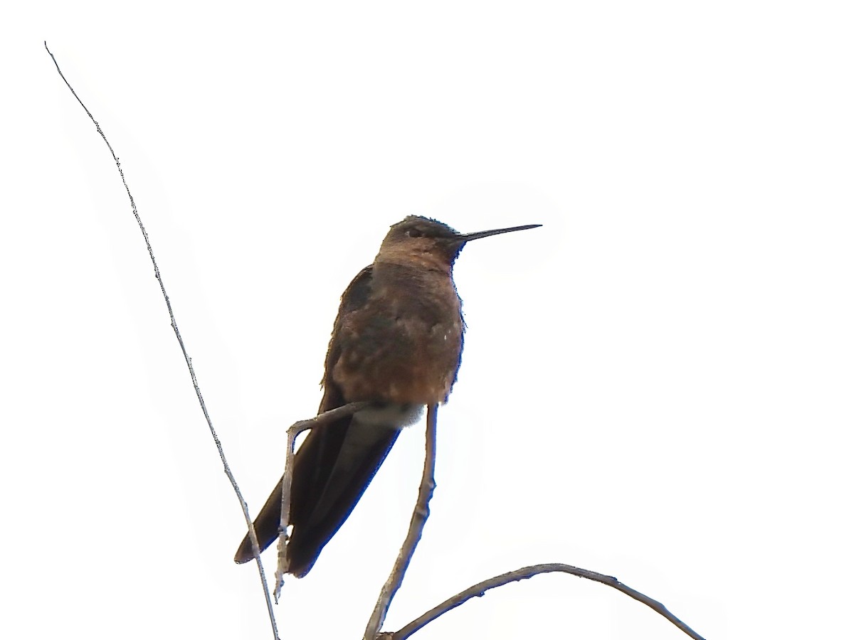 kolibřík velký - ML647299074