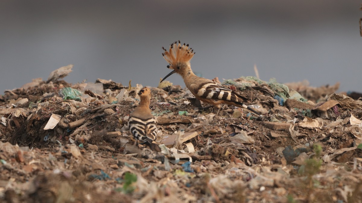 Common Hoopoe - ML647299078