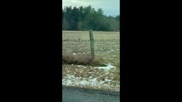 Estornino Pinto - ML647299082