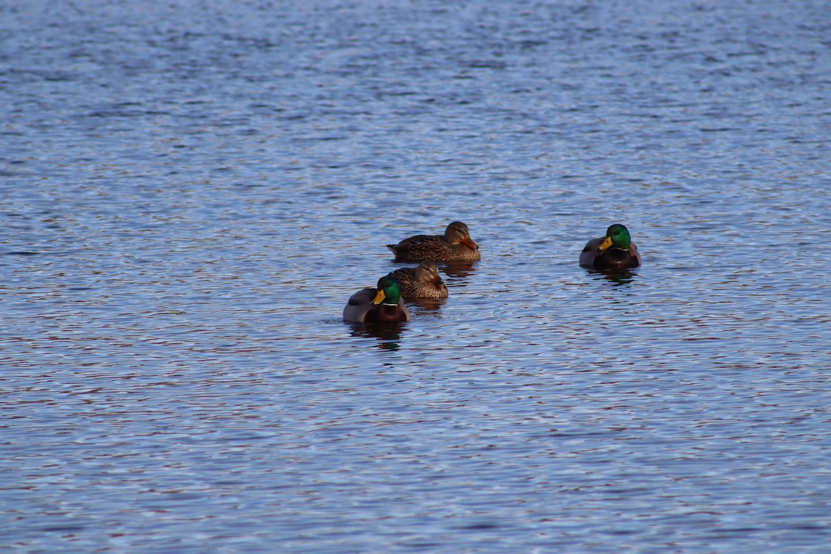 綠頭鴨 - ML647299090