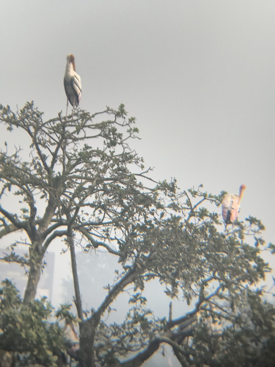 インドトキコウ - ML647299091