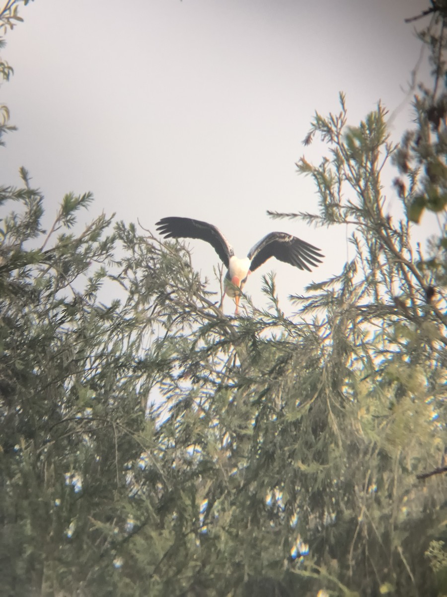 インドトキコウ - ML647299092