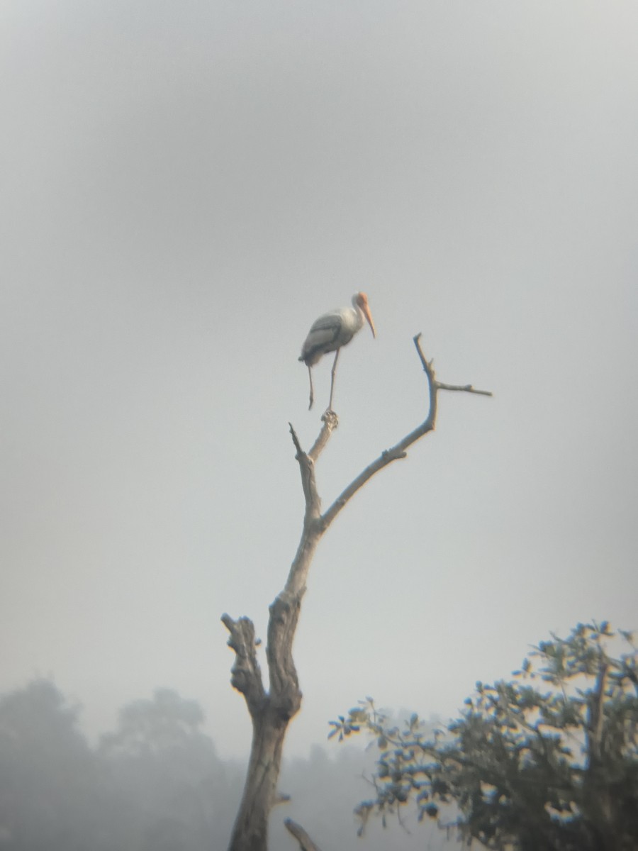 インドトキコウ - ML647299094