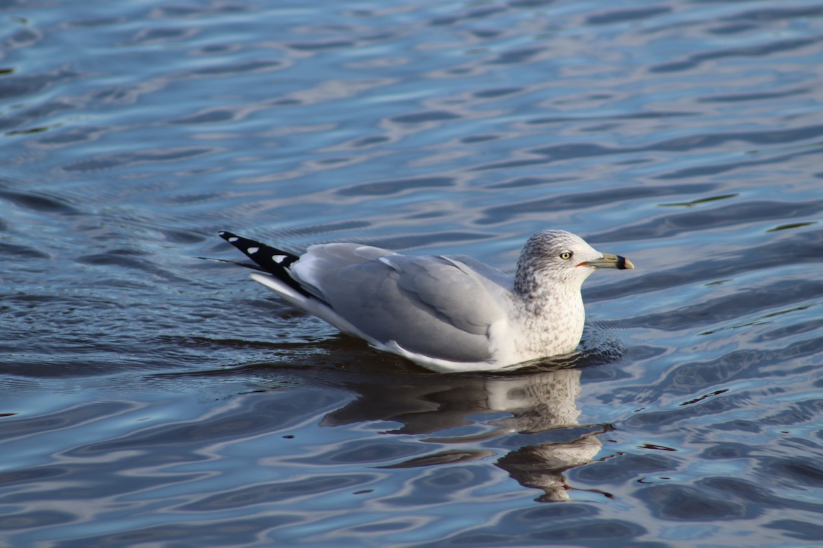 Ring-billed Gull - ML647299117