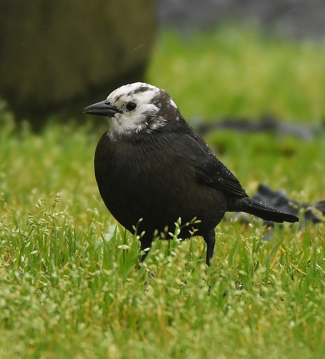 Brewer Karatavuğu - ML647299123