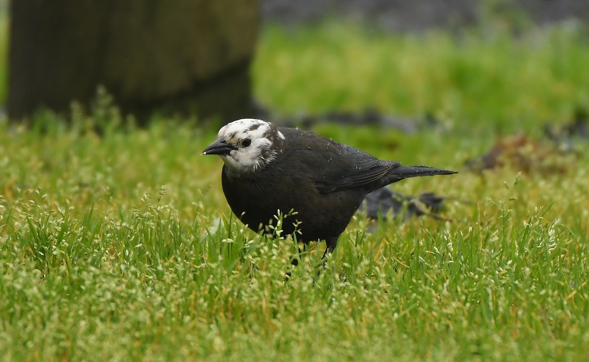 Brewer Karatavuğu - ML647299124