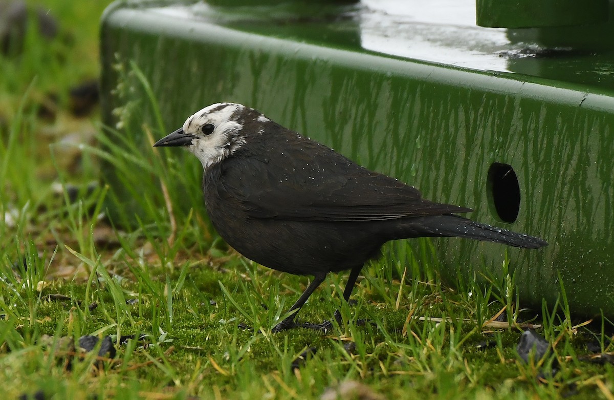 Brewer Karatavuğu - ML647299125