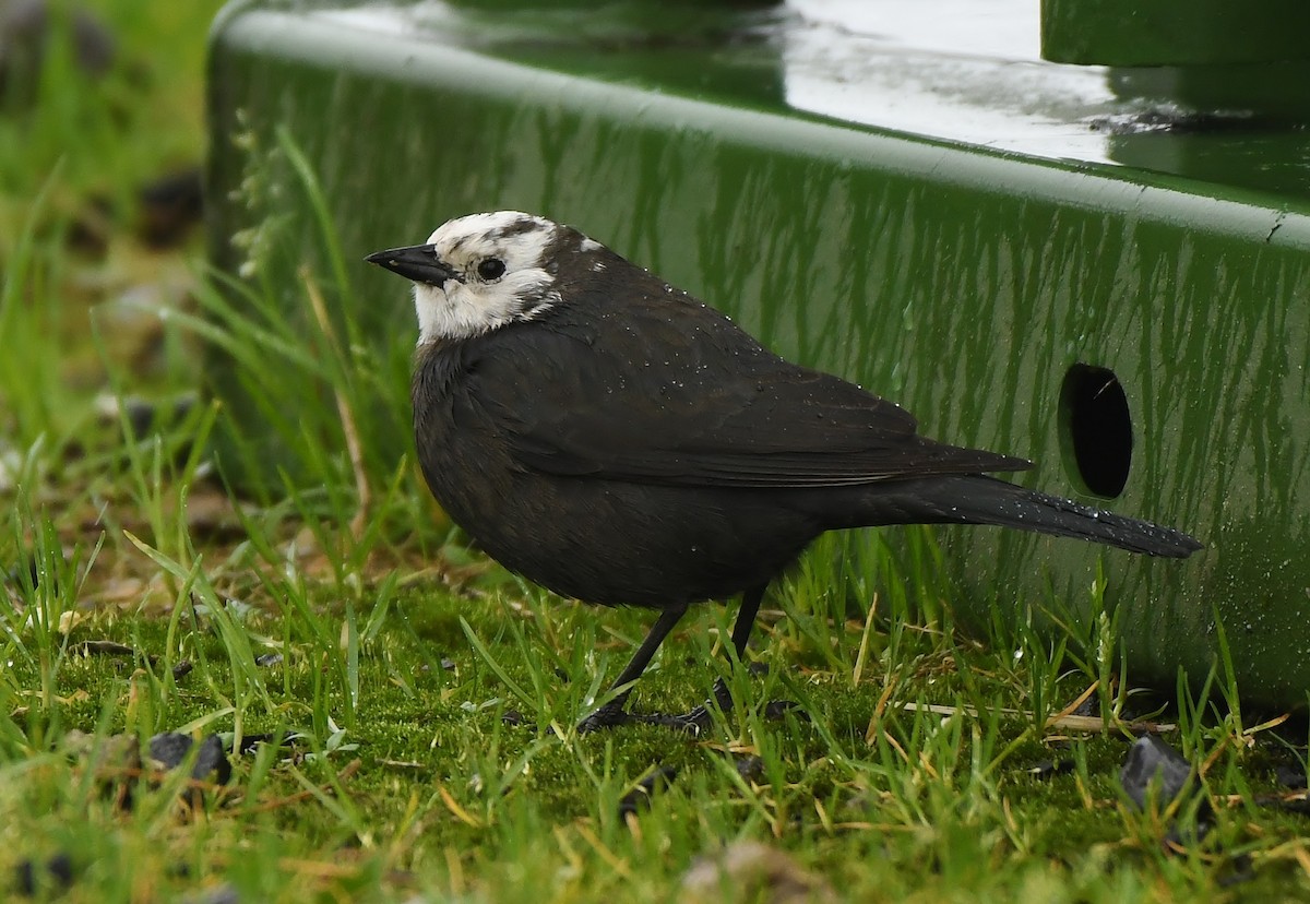 Brewer Karatavuğu - ML647299126