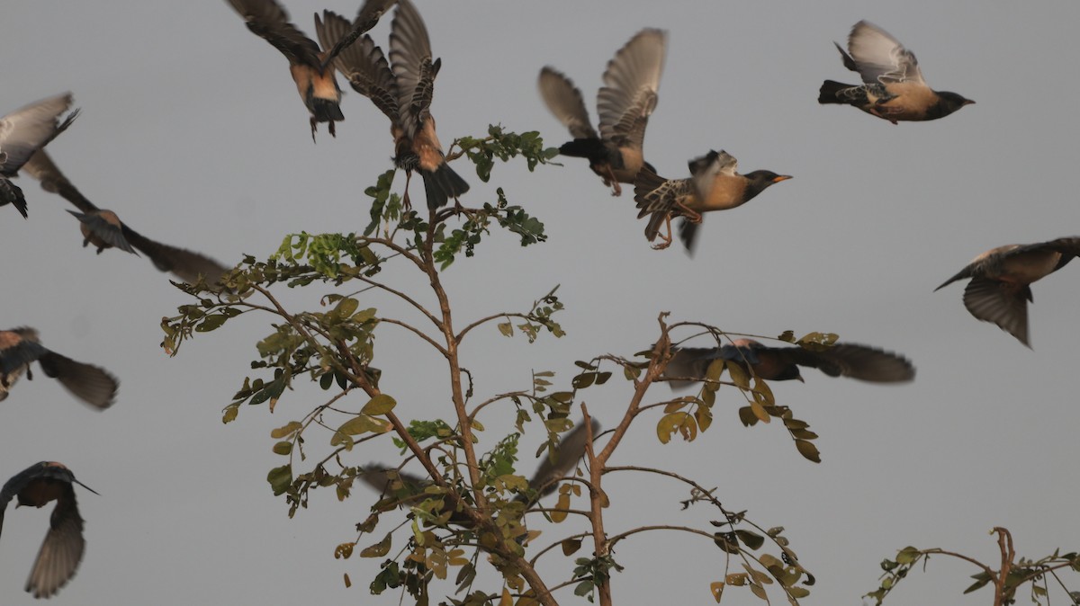 Rosy Starling - ML647299154