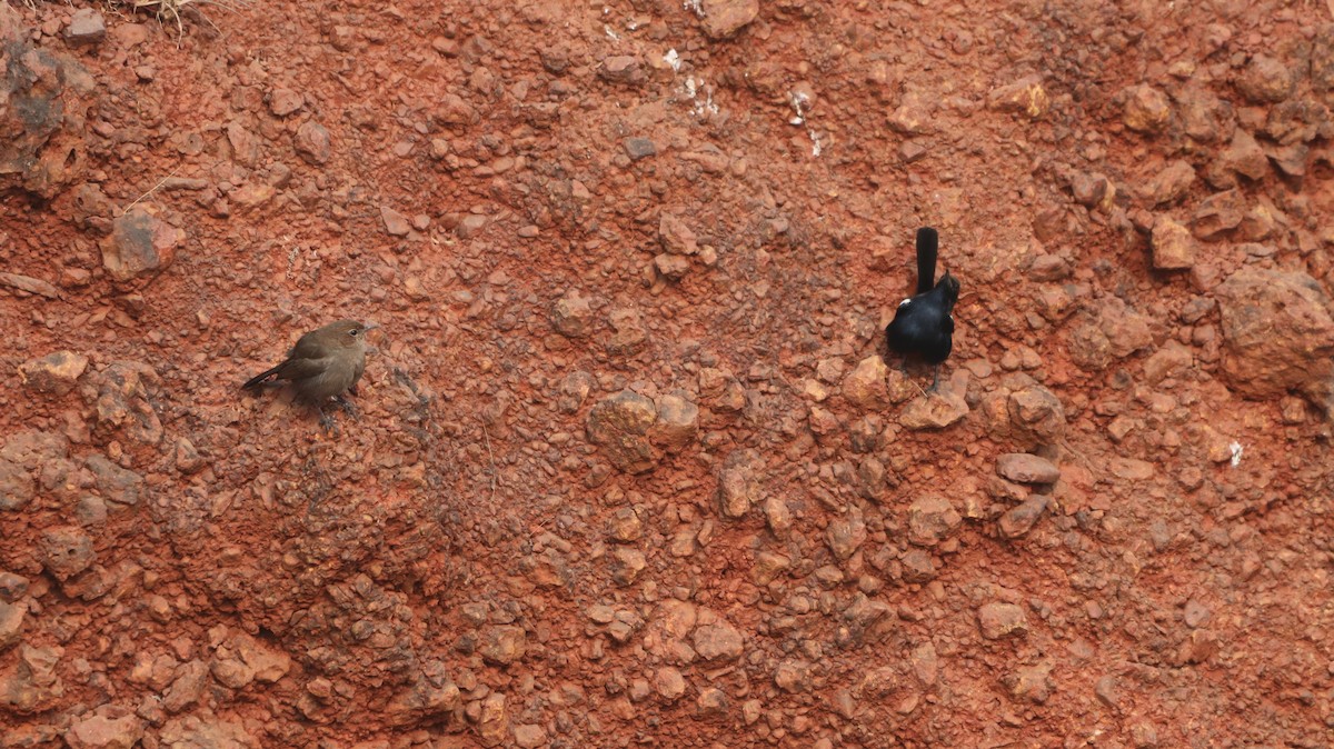 Indian Robin - ML647299160