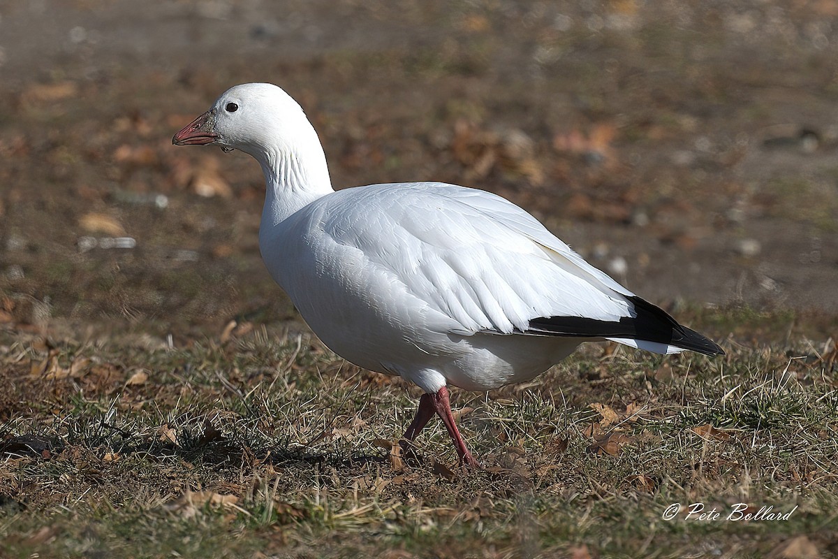 Zwergschneegans - ML647299163