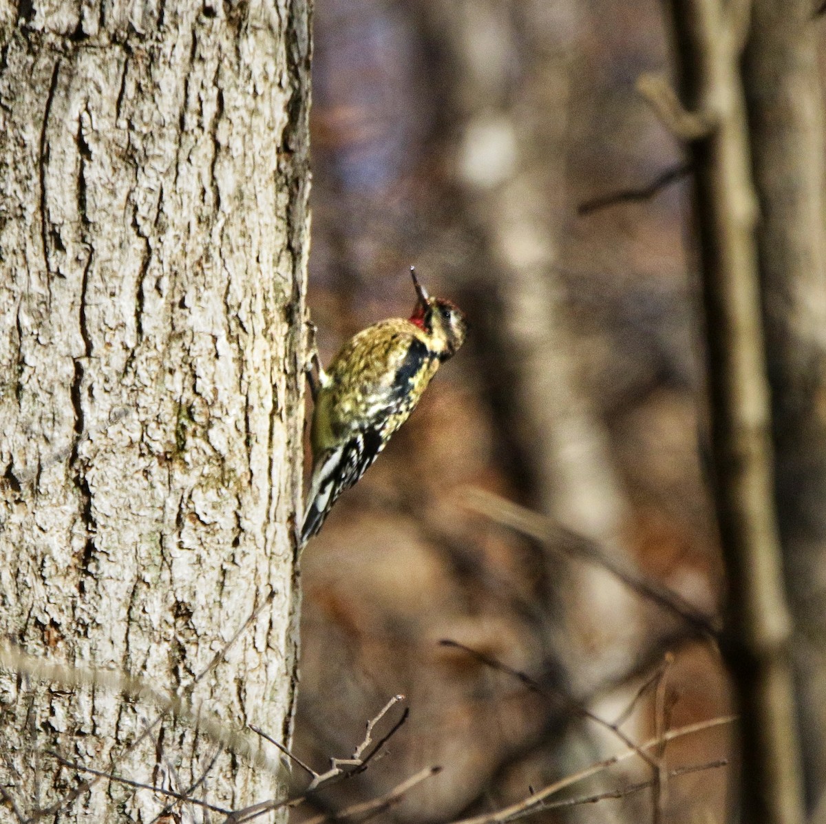 Pic maculé - ML647299169