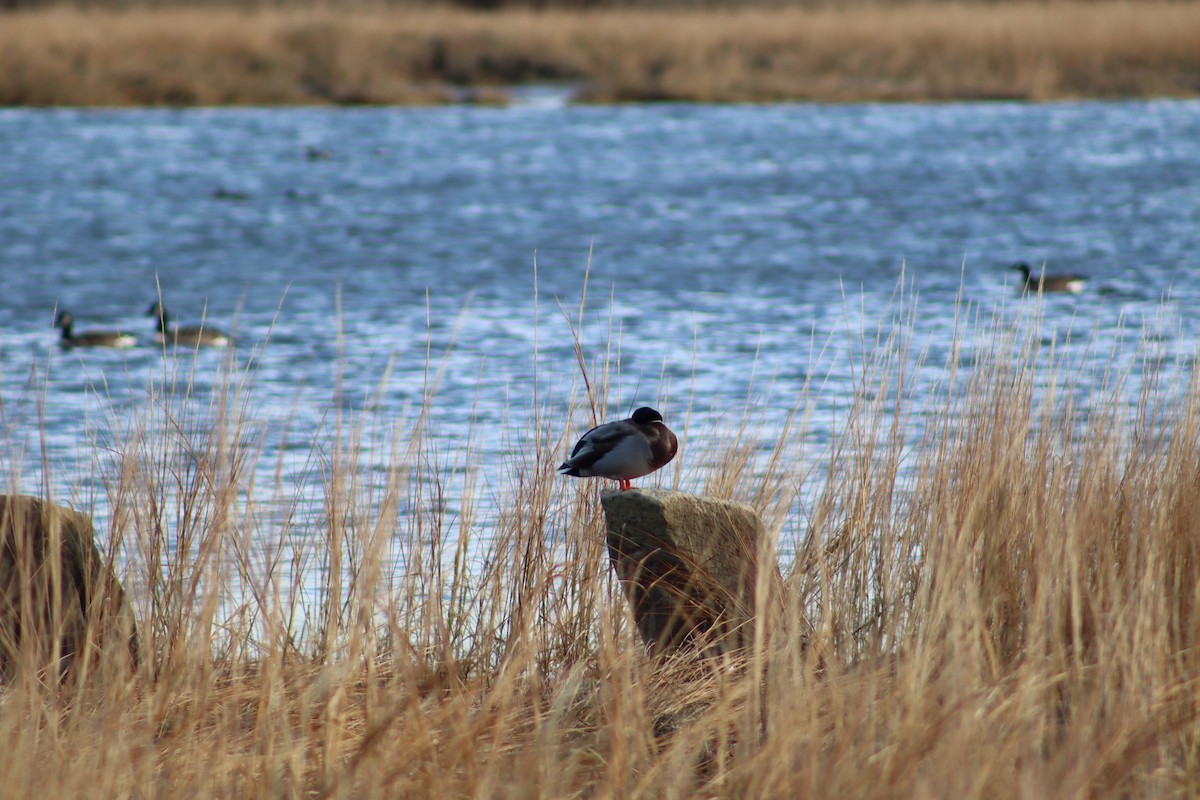 綠頭鴨 - ML647299174