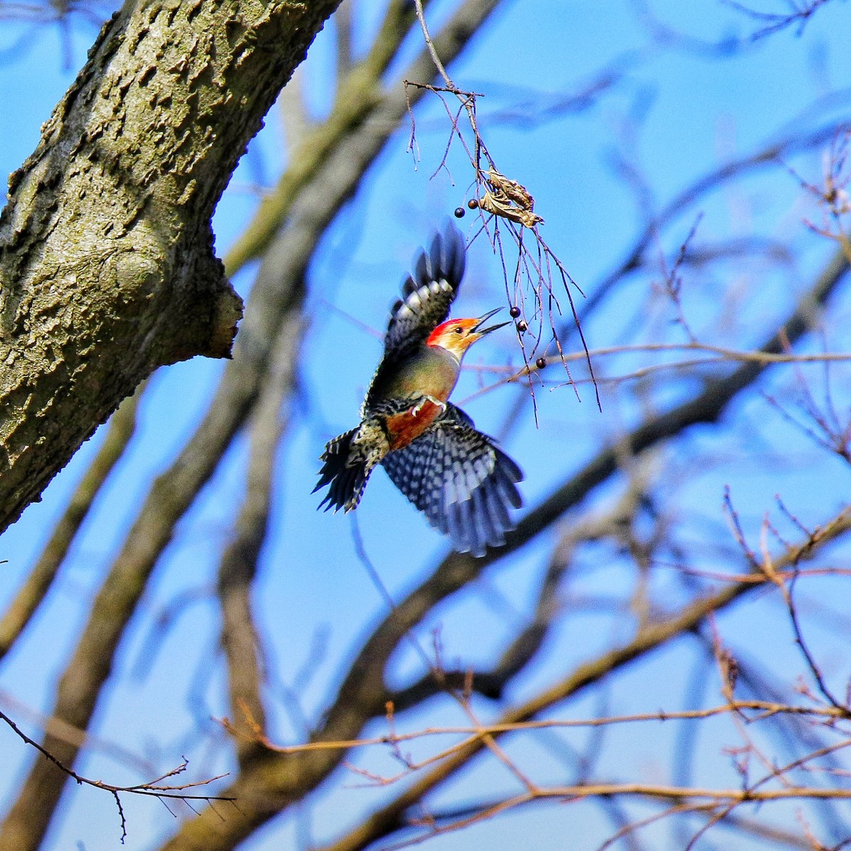 Pic à ventre roux - ML647299176