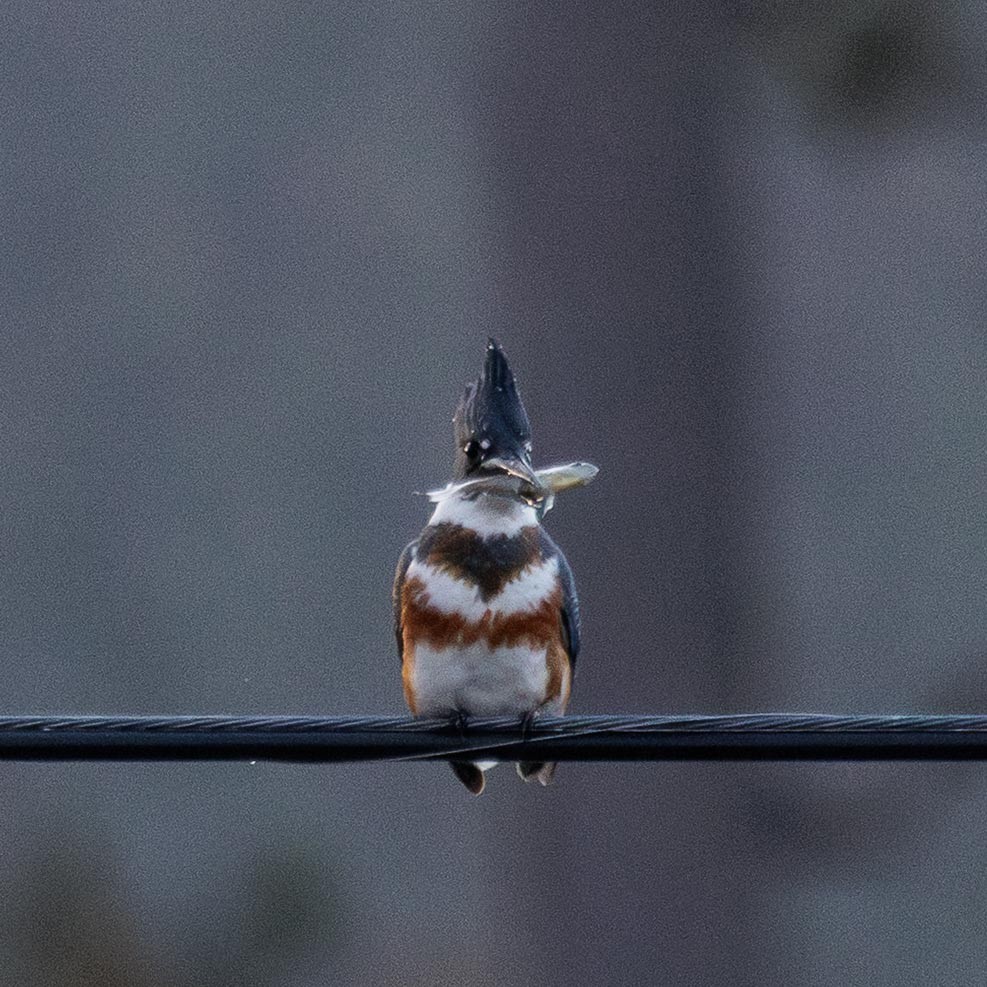 Belted Kingfisher - ML647299208