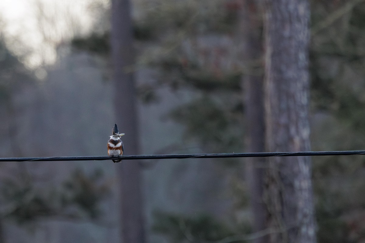 Belted Kingfisher - ML647299209
