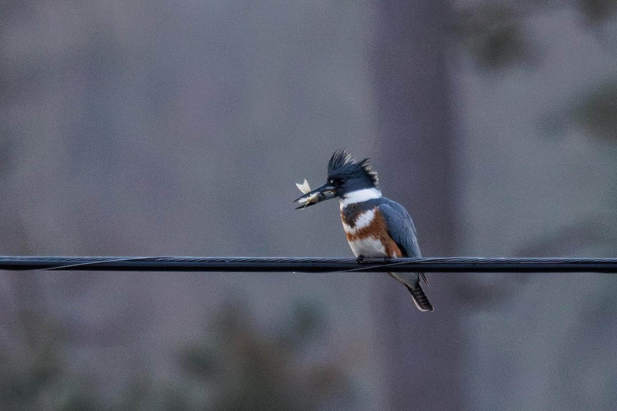 Belted Kingfisher - ML647299210