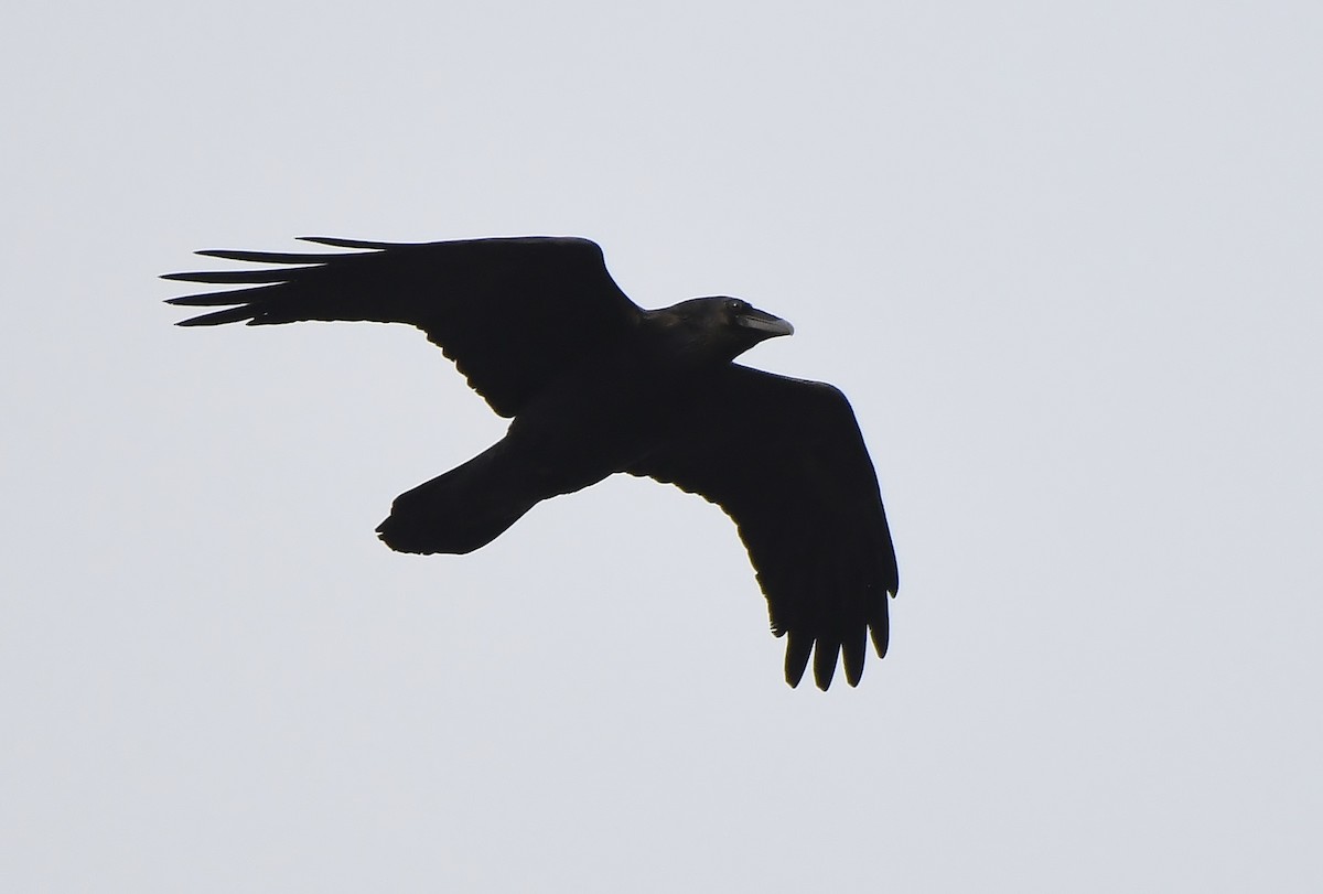 Erroi handia - ML647299212