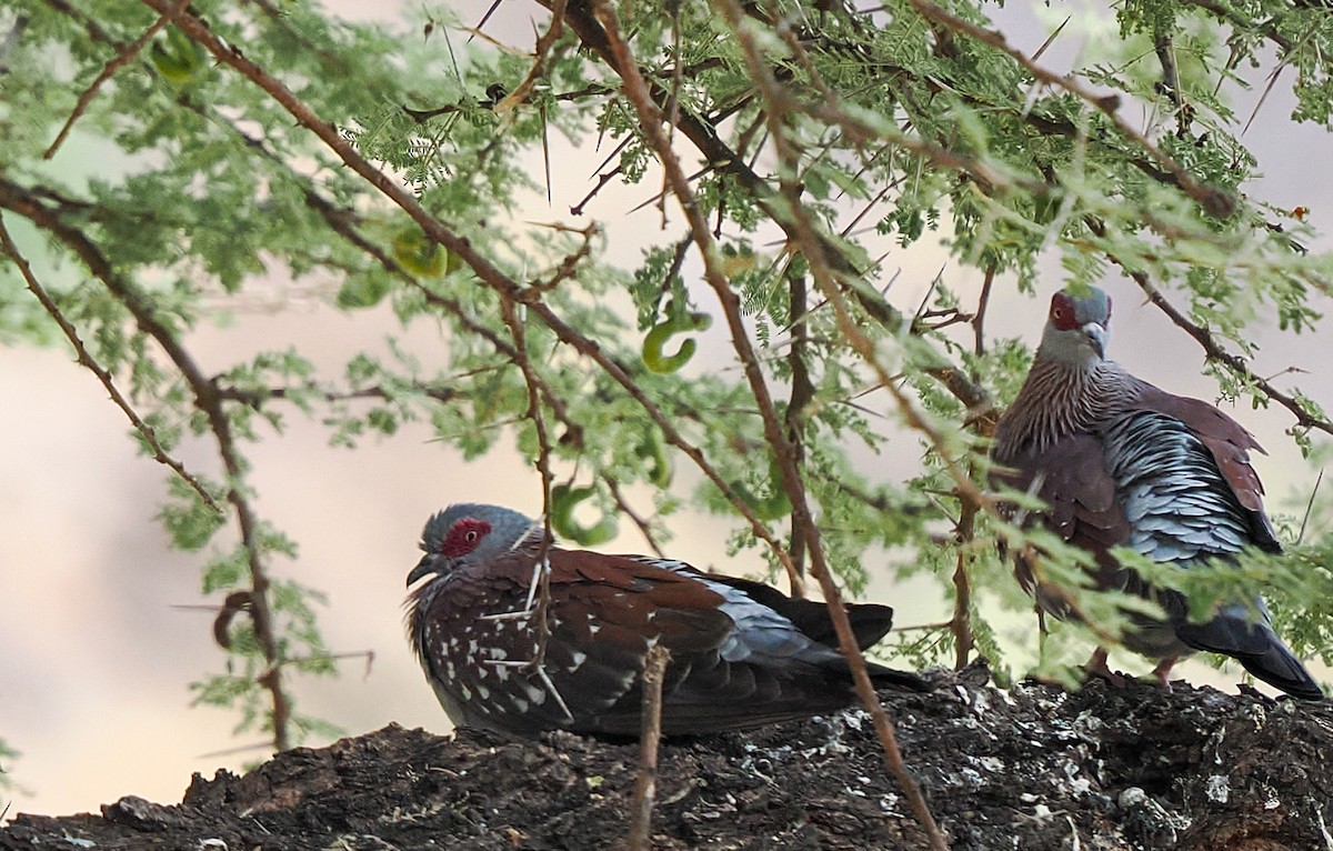 Speckled Pigeon - ML647299221