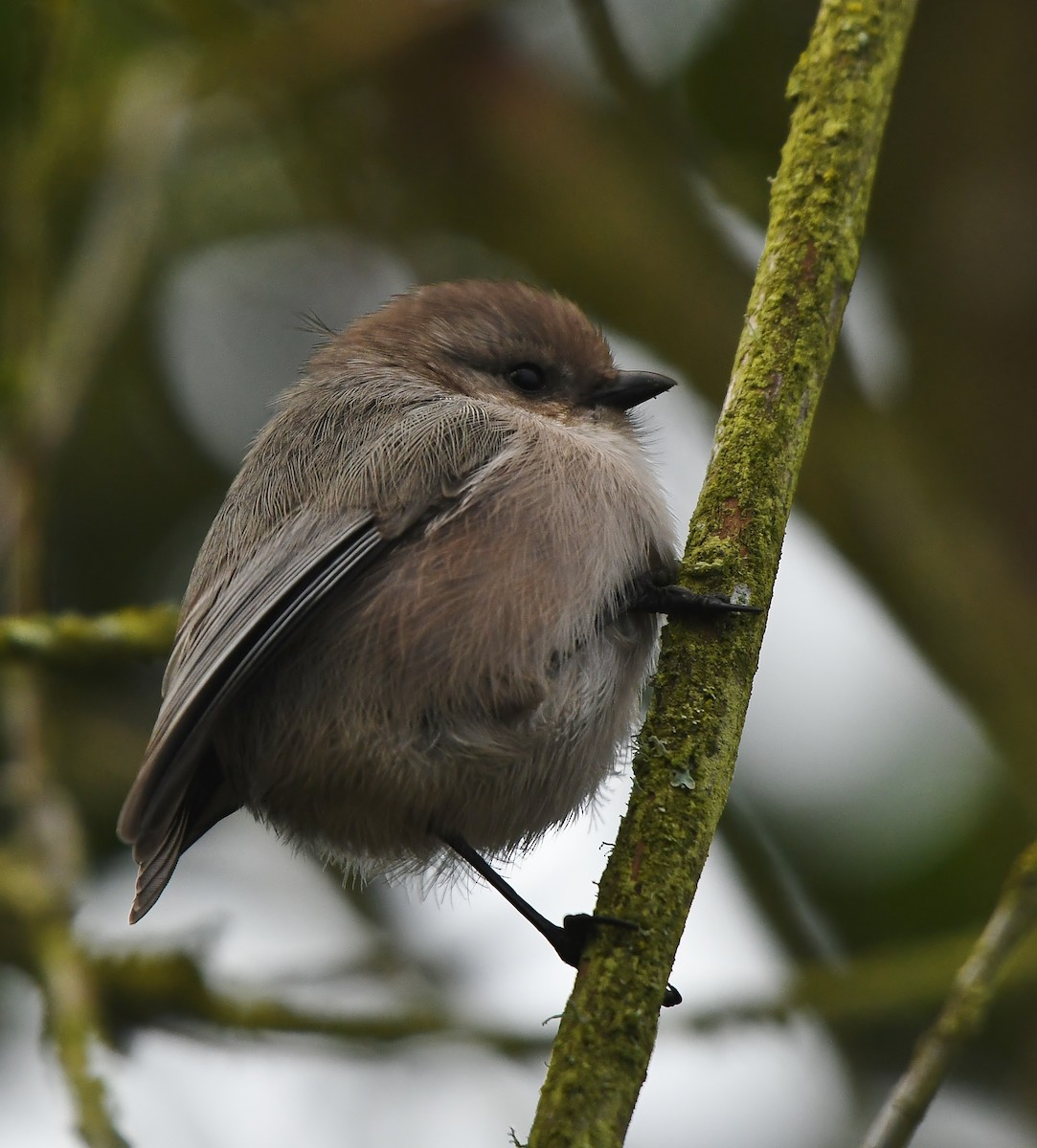 Buztanluze amerikarra - ML647299225