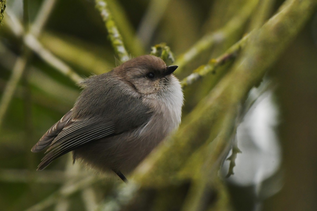 Buztanluze amerikarra - ML647299227