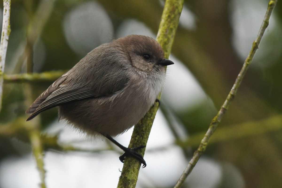 Buztanluze amerikarra - ML647299228