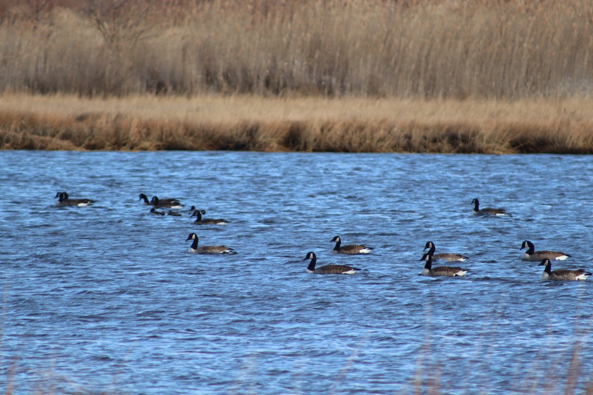 Canada Goose - ML647299230
