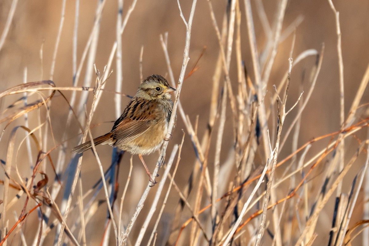 Swamp Sparrow - ML647299231
