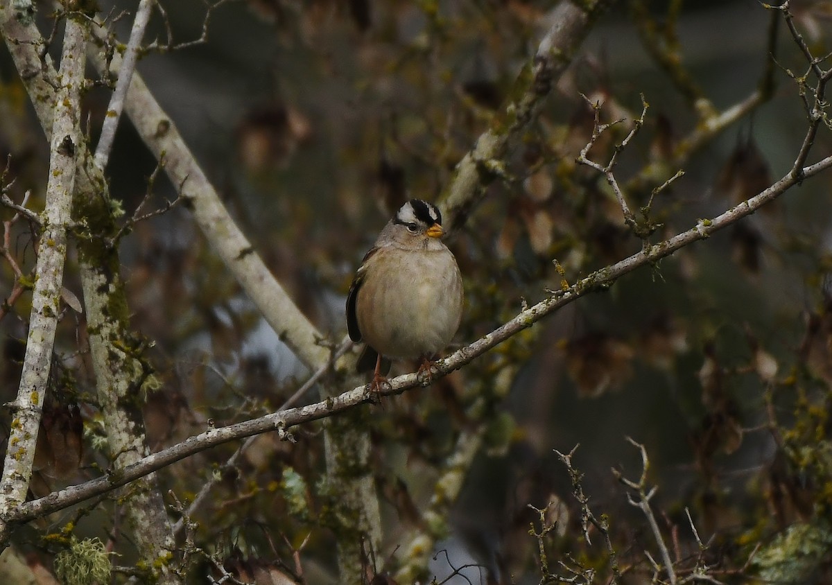 White-crowned Sparrow - ML647299247