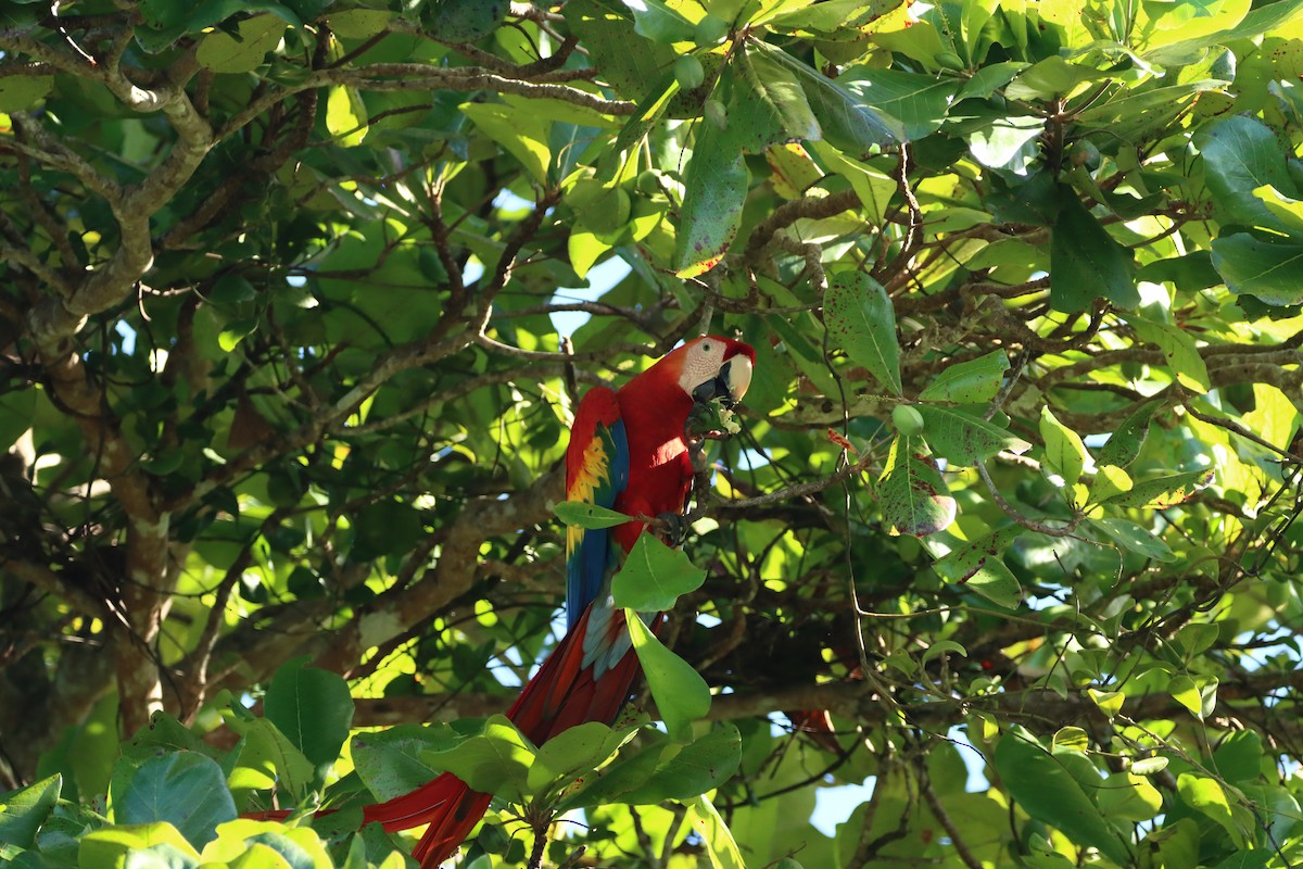 Scarlet Macaw - ML647299255