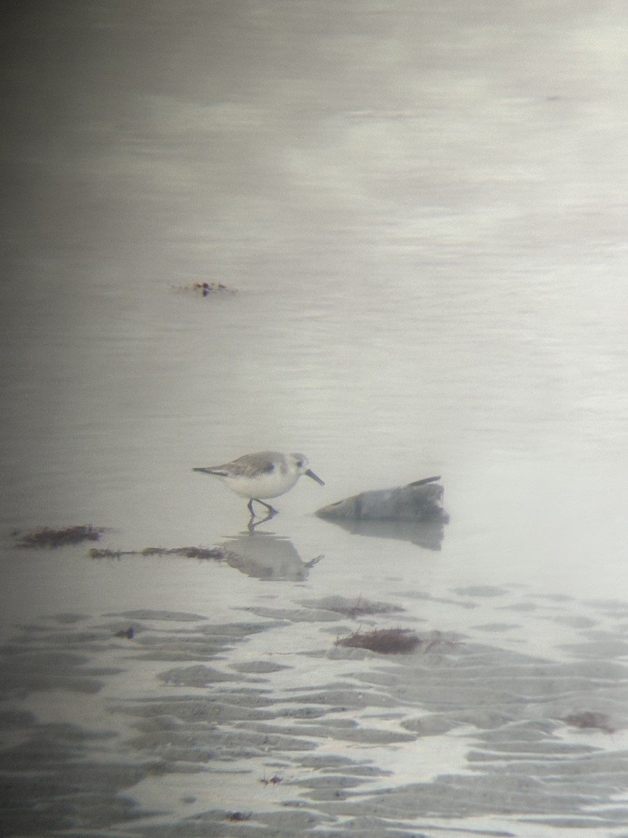 Sanderling - ML647299262