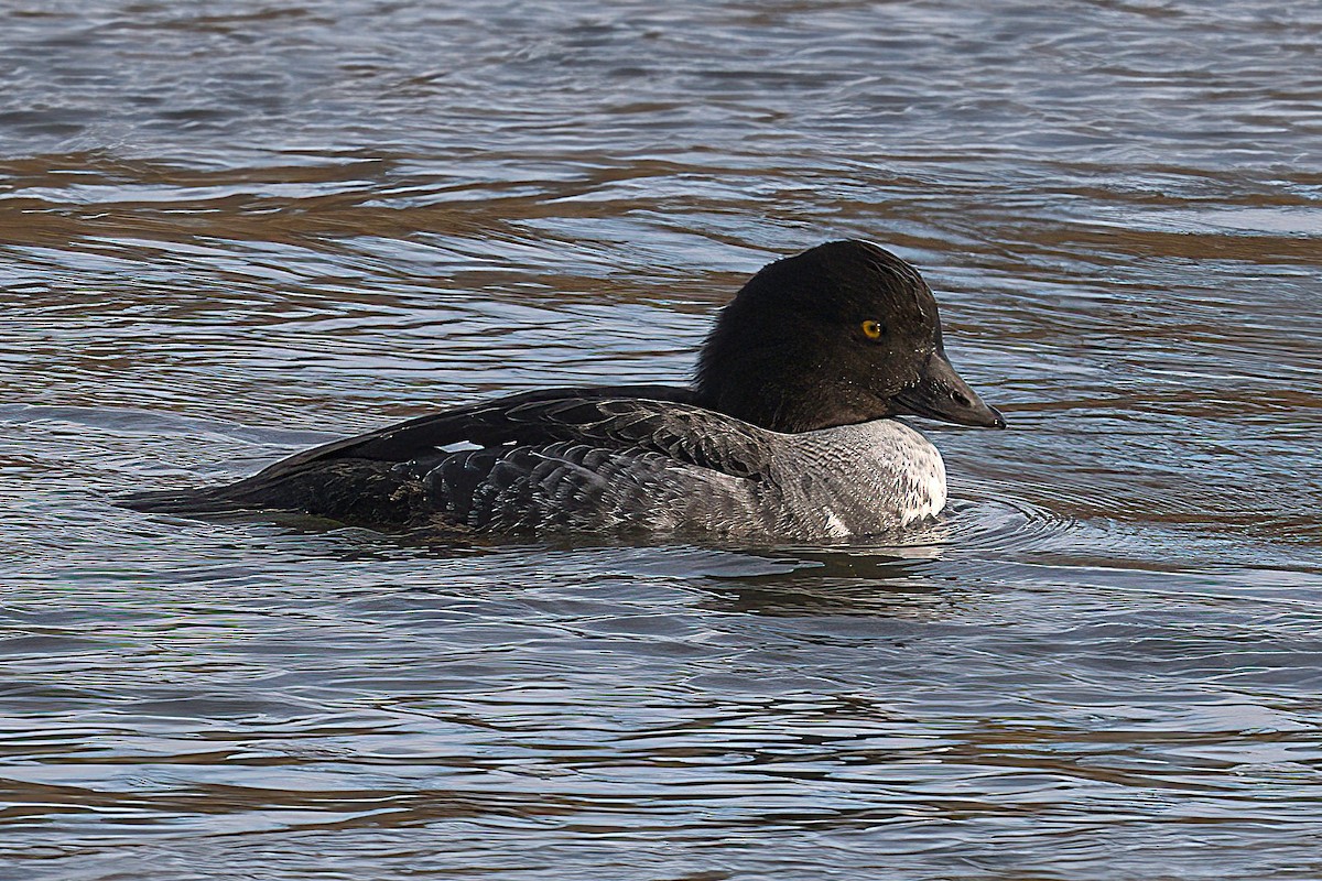 Spatelente - ML647299273