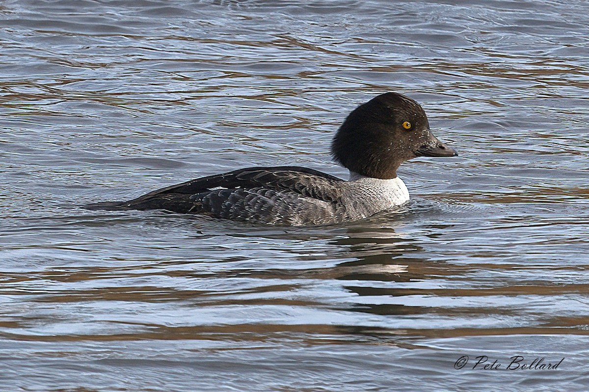 Spatelente - ML647299274