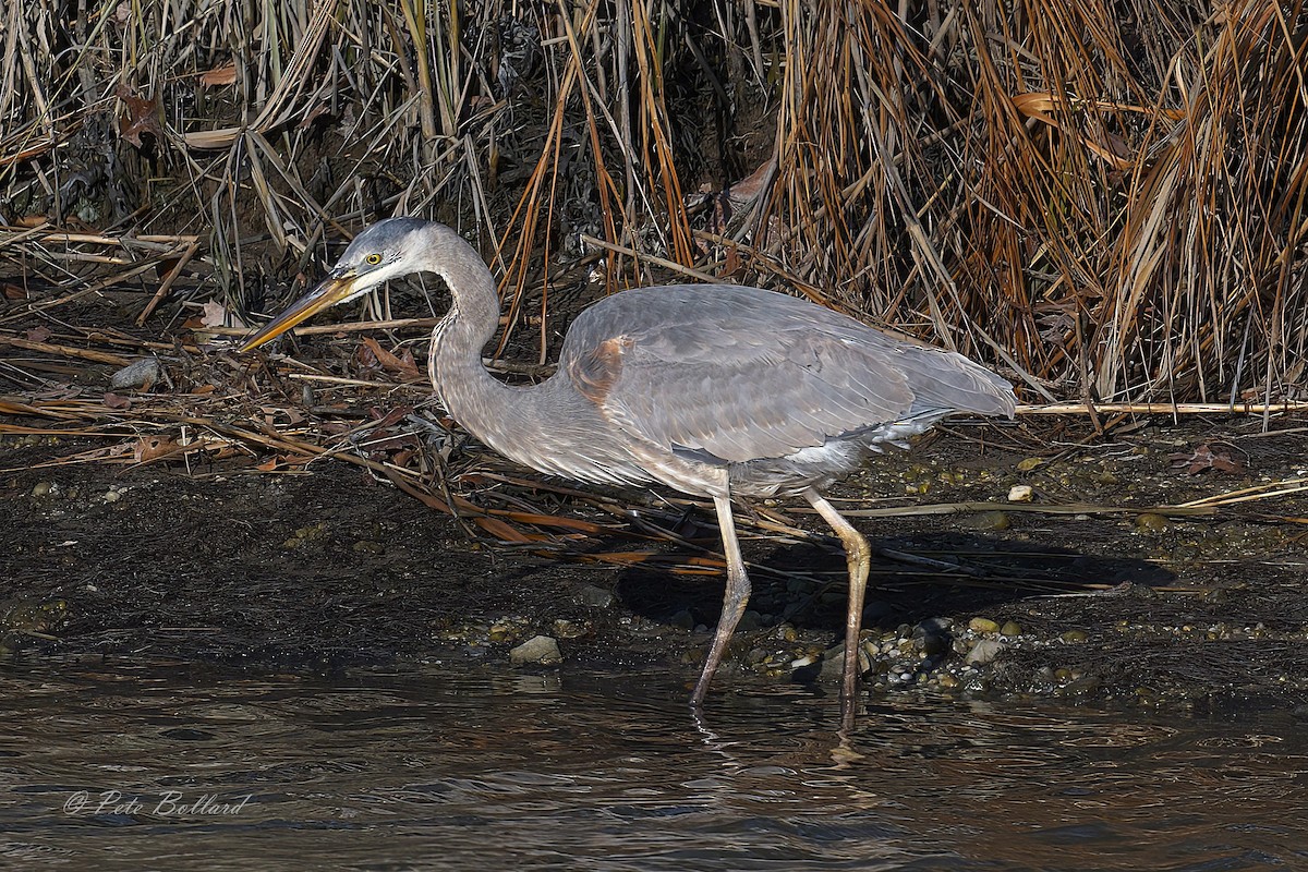 Kanadareiher - ML647299287