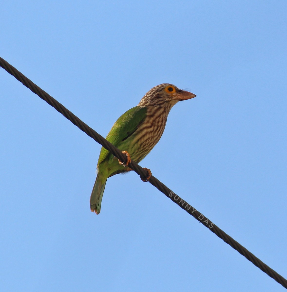 シロボシオオゴシキドリ - ML647299299