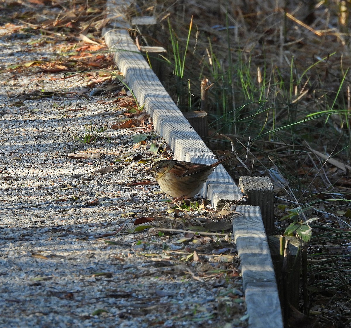 Swamp Sparrow - ML647299300