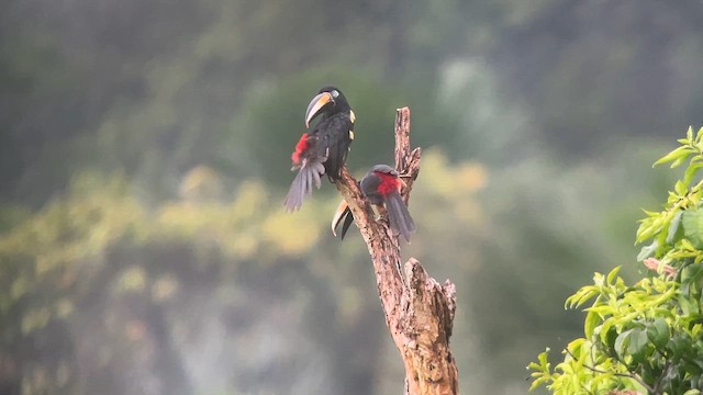 Arasarí de Azara (flavirostris) - ML647299302