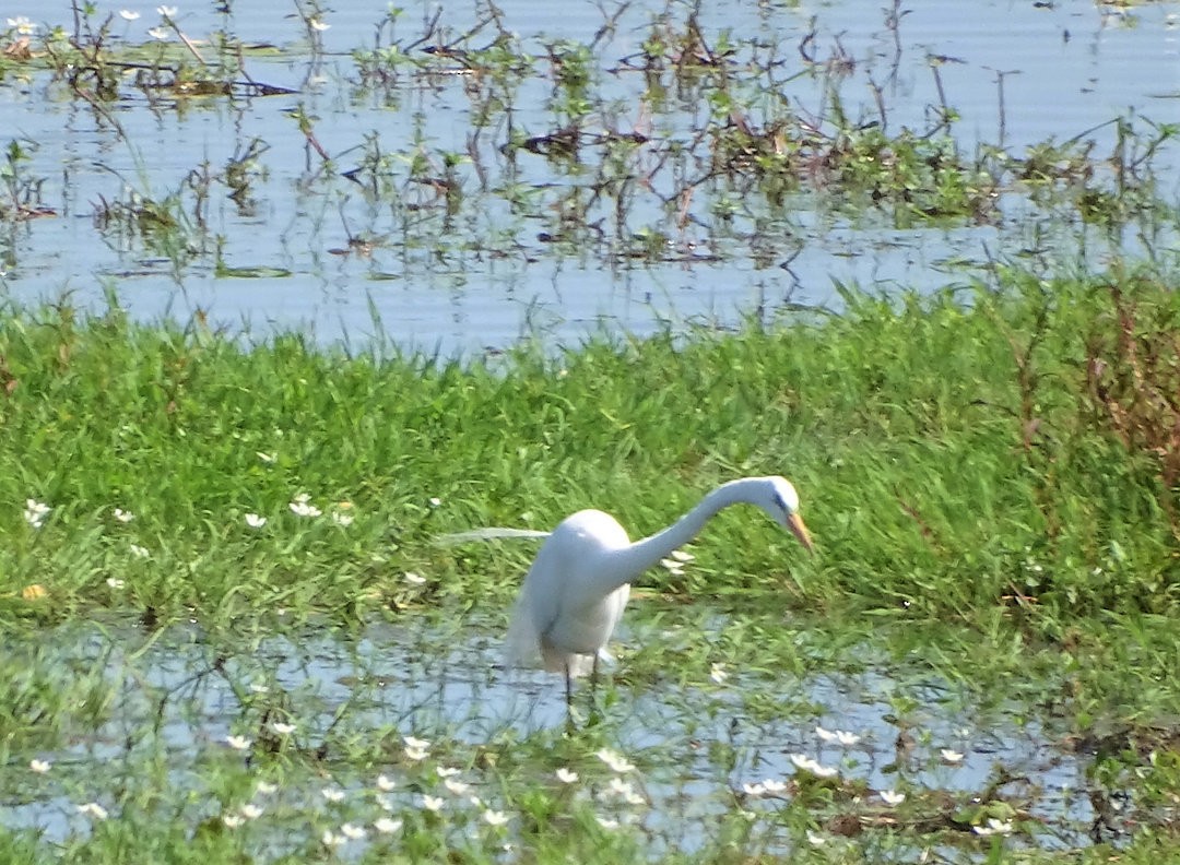 Great Egret - ML647299303