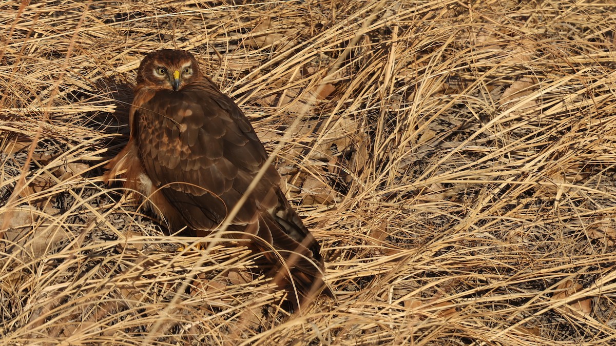 Busard des marais - ML647299311