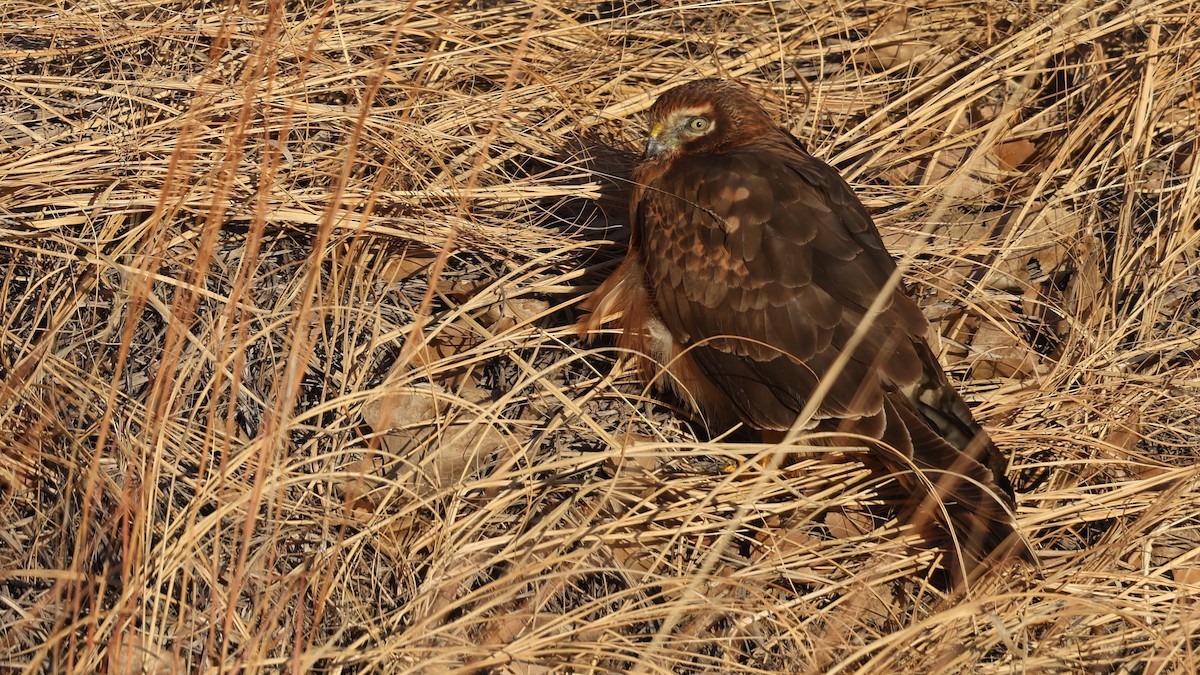 Busard des marais - ML647299312