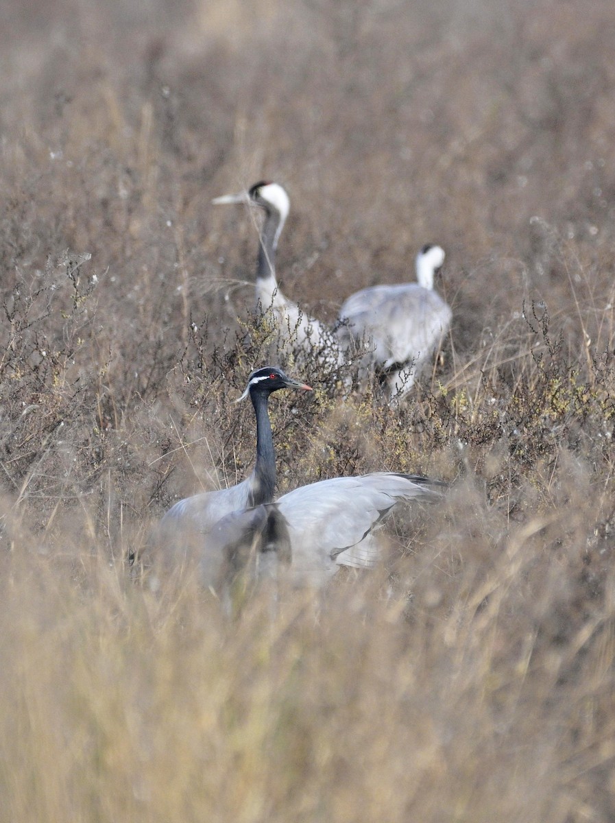 Demoiselle Crane - ML647299322