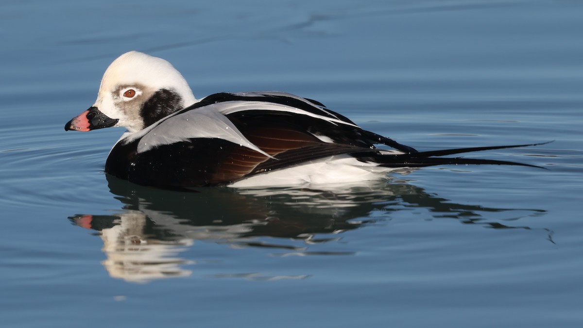 Harelde kakawi - ML647299340