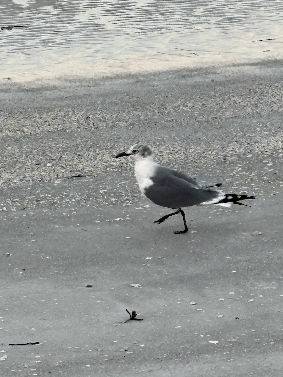 Laughing Gull - ML647299345