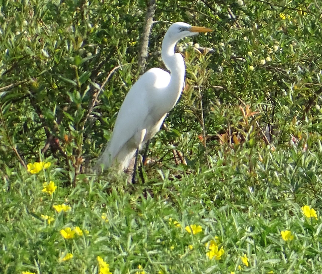 Great Egret - ML647299370