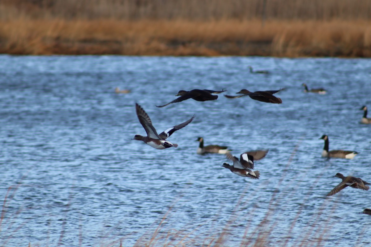 葡萄胸鴨 - ML647299373