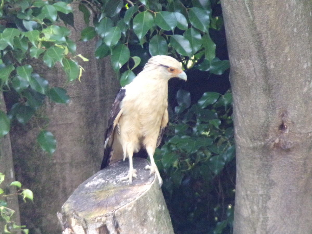 Yellow-headed Caracara - ML647299379