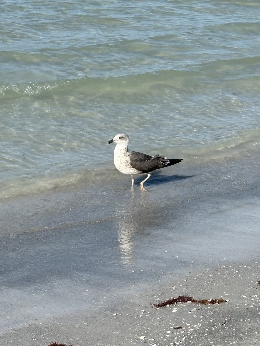 Lesser Black-backed Gull - ML647299395