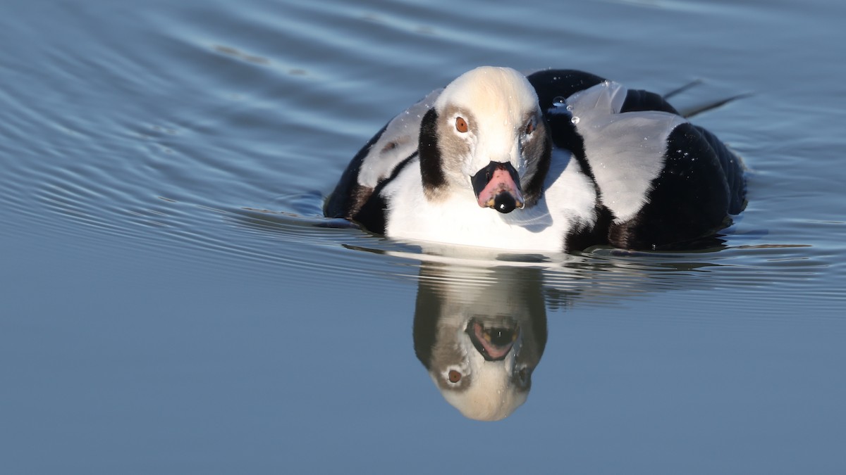 Harelde kakawi - ML647299398