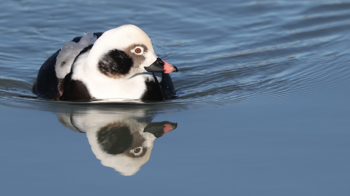 Harelde kakawi - ML647299400